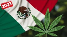 Cannabis in Mexico Update April 20th 2023 🇲🇽