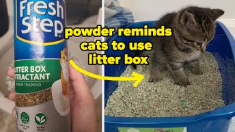 19 Products To Save The Day When Your Pet Poops On Your Stuff (Again)