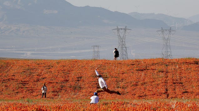 California Is Covered in Flowers