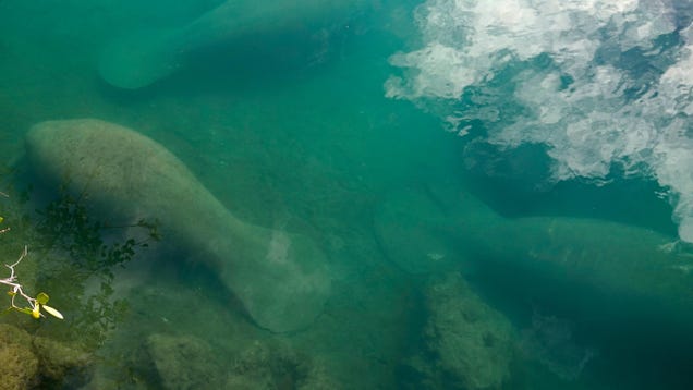 Conservation Groups to Sue Over Florida’s Starving Manatees