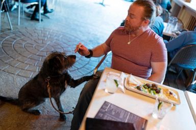 Government says dogs can dine al fresco but not everyone is on board