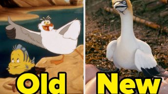 Here’s Why Scuttle Isn’t A Seagull Anymore In “The Little Mermaid” Live-Action Movie, And It Makes Perfect Sense