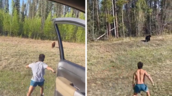 Yellowstone Tourist Facing Legal Trouble After Harassing Bears on Video