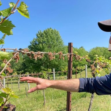 Federal assistance sought for northeastern vineyards, orchards hit by late frost