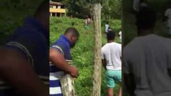 Mediatakeout gangster cows in jamaica