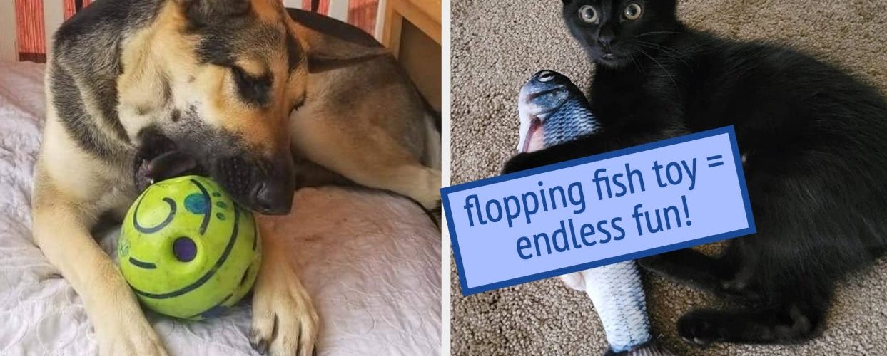 32 Things To Keep Your Pets Occupied Indoors When It’s Too Hot To Go Outside