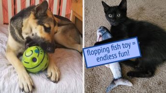 32 Things To Keep Your Pets Occupied Indoors When It’s Too Hot To Go Outside