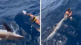 Drew Rosenhaus Wrestles Shark On Fishing Trip With Tyreek Hill