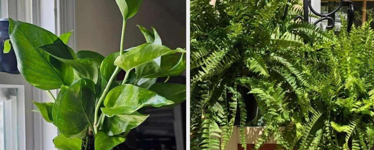 29 Plants From Amazon To Upgrade Your Indoor Or Outdoor Garden