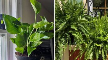 29 Plants From Amazon To Upgrade Your Indoor Or Outdoor Garden