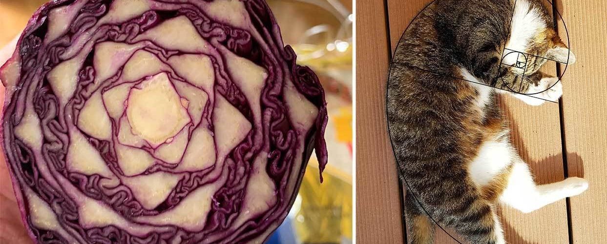 18 Random Examples Of The Fibonacci Sequence That Prove All This Is A Construct