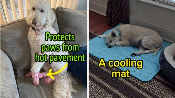 22 Products That’ll Keep Your Dog Happy And Comfy During The Summer