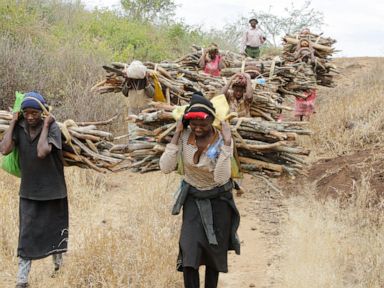 Kenya’s president lifts 6-year logging ban to create jobs. Environmentalists are concerned