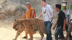 Tiger Temple (Thailand)