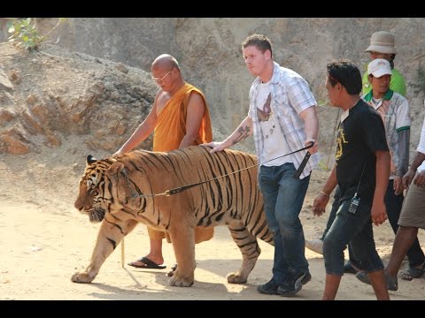 Tiger Temple (Thailand)