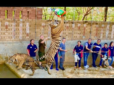 Playing with Tigers in Thailand – 4K HD … Wild Experience