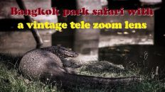 Bangkok safari with a vintage tele zoom lens (Thailand, 2023)