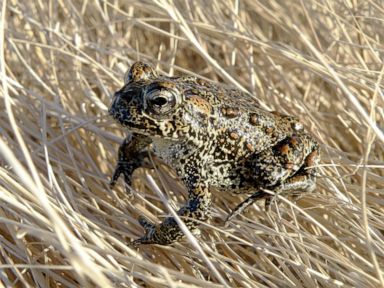 US to reopen review of Nevada geothermal plant near endangered toad while legal battle is on hold