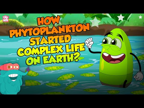 How Phytoplankton Started Complex Life On Earth? | Plankton | The Dr Binocs Show | Peekaboo Kidz