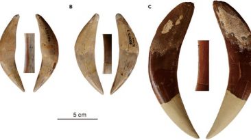 Fossil Discovery Reveals Two Previously Unknown Species of Sabertooth Cats