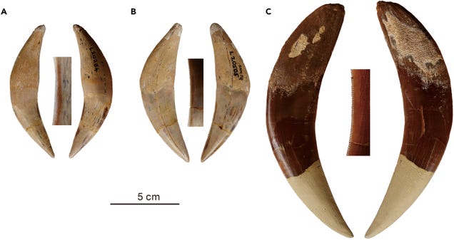 Fossil Discovery Reveals Two Previously Unknown Species of Sabertooth Cats