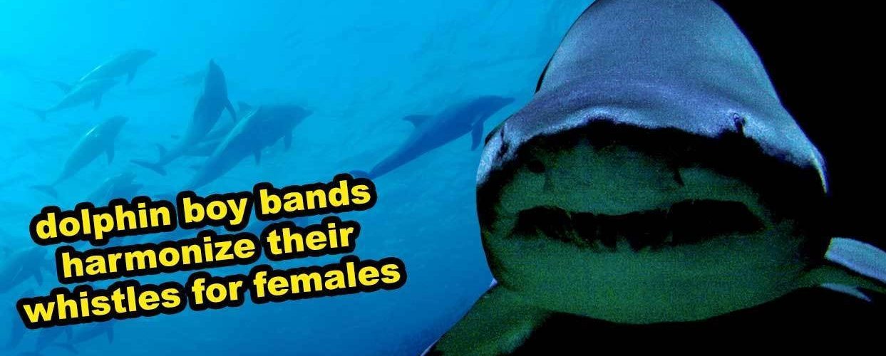 Orcas Can Speak Dolphin, Whales Can Speak Human, And 15 Other Ocean Facts That Are Remarkable