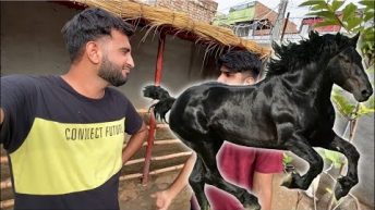 Hum Apna Horse Le Rhy Hain😍