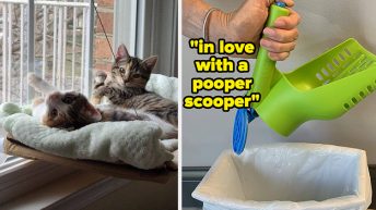 27 Underrated Pet Products That Are Actually Worth Purchasing