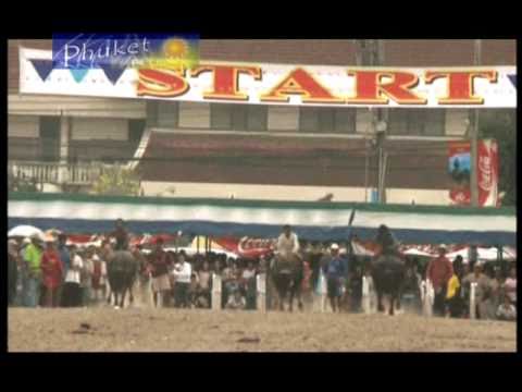 Water Buffalo Racing in Chonburi, Thailand—RodMcNeil.TV