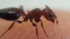 Monster Red Ant 100x Zoom 😰