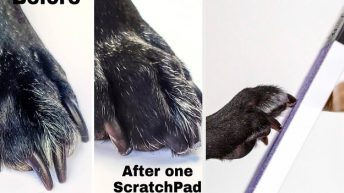 They Say A Picture Is Worth A Thousand Words, And That’s Absolutely The Case For The Before-And-Afters For These 22 Pet Products