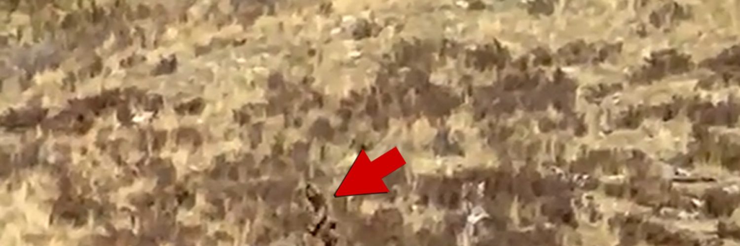 Bigfoot Sighting in Colorado Shows Clear Video of ‘Sasquatch’ Walking