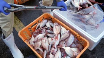 IAEA team gathers marine samples near Fukushima as treated radioactive water is released into sea