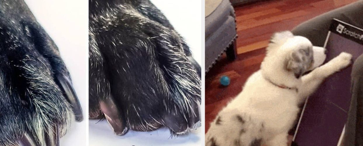 22 Pet Products That’ll Make A Huge Difference And We Have The Before And Afters To Prove It