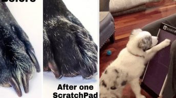 22 Pet Products That’ll Make A Huge Difference And We Have The Before And Afters To Prove It