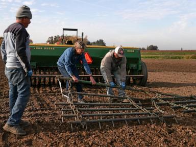 How researchers, farmers and brewers want to safeguard beer against climate change