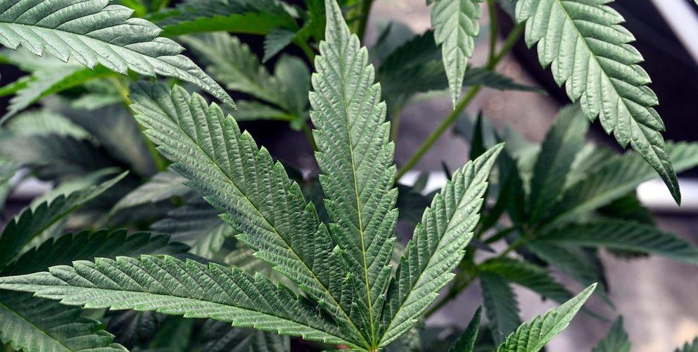 A cannabis worker died on the job from an asthma attack. It’s the first reported case in US