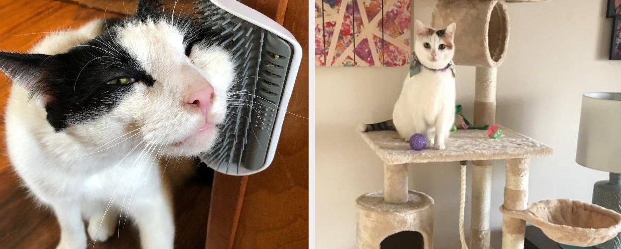 27 Things Your Cat Would Most Definitely Ask For If They Could Speak