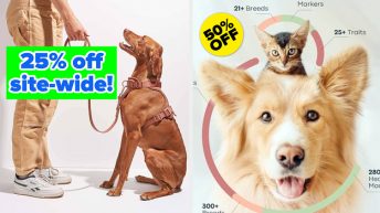 Here Are All The Best Black Friday Pets Deals