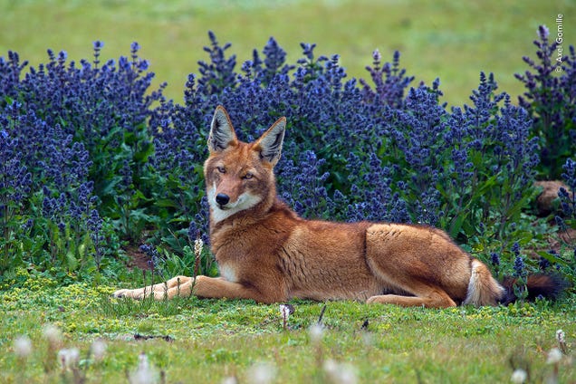 Pick the Best Image in This Nature Photography Contest