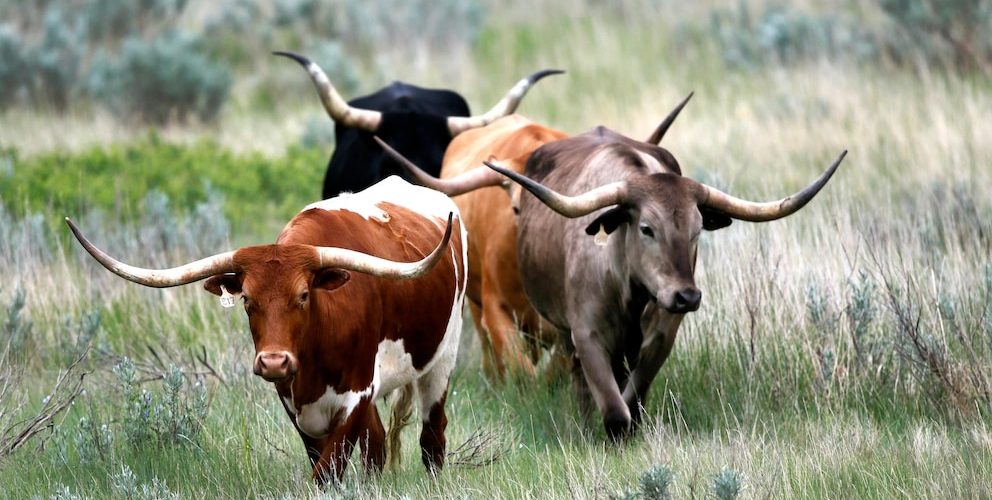 Agriculture officials confirm 25th case of cattle anthrax in North Dakota this year