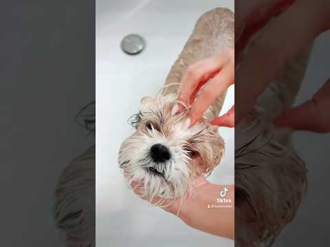 #dog #family #bathtime #grooming #funny #asmr #tiktok #viral #trending #shorts #fyp #water#bathroom