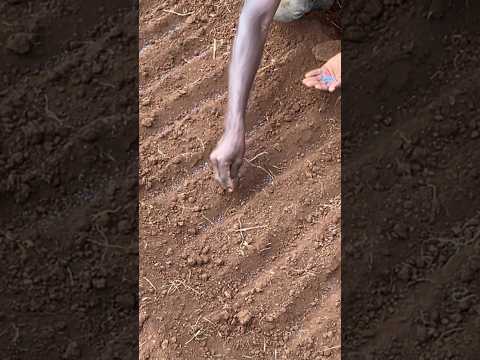 Sowing cabbage seeds #youtubemadeforyou #trending #shorterisbetter #holidayswithshorts