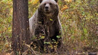 Wildlife conservation groups sue over lack of plan for railroad to reduce grizzly deaths in Montana