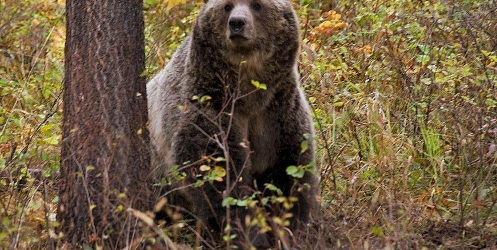 Wildlife conservation groups sue over lack of plan for railroad to reduce grizzly deaths in Montana