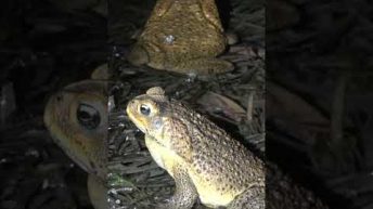 Residents in disbelief as ‘millions’ of baby cane toads take over complex | #shorts #yahooaustralia