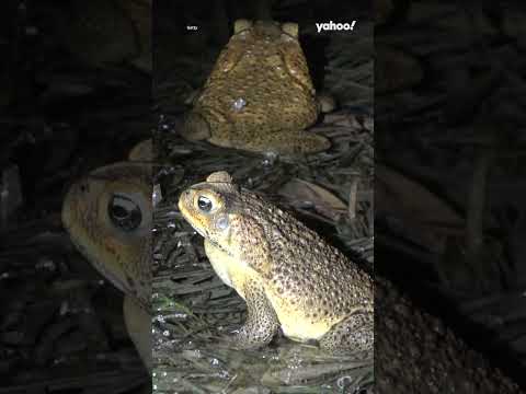 Residents in disbelief as ‘millions’ of baby cane toads take over complex | #shorts #yahooaustralia