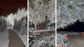 Kim Kardashian Shows Off Forest of Christmas Trees in Backyard of Home