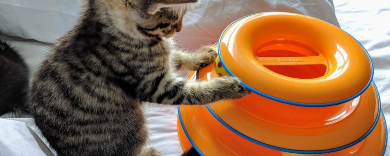 27 Things To Keep Your Pets Occupied Indoors When It’s Too Cold To Go Outside