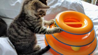 27 Things To Keep Your Pets Occupied Indoors When It’s Too Cold To Go Outside